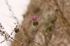 Blüten Kehlheim (10 von 15).webp