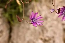 Blüten Kehlheim (13 von 15).webp