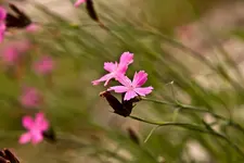 Blüten Kehlheim (14 von 15).webp