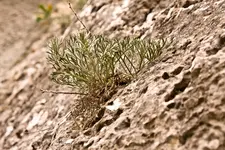 Blüten Kehlheim (9 von 15).webp
