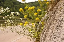 Blüten Kehlheim (12 von 15).webp