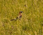 Blüten Kehlheim (1 von 15)z.jpg