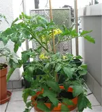 Balkon Star.webp