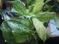 DSC01022.webp