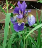 Schwertlilie 1 1.webp