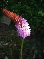 Orchideenprimel.webp