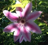 Clematis.webp