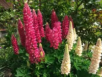Lupinen.webp