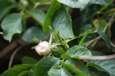 rosengigantblüte.webp
