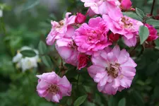 rosenstämmchenkl.webp