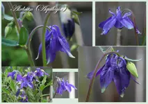 Akeleien (Aquilegia)kl.webp