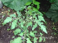 BILD5679.webp