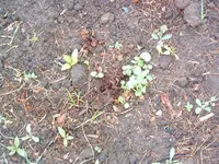 DSCF0034.webp
