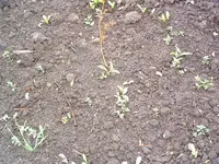 DSCF0038.webp