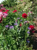 gemischt 2.webp