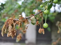 kirsche5.webp