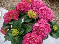 DSCF8842.webp