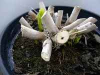 DSCF8843.webp