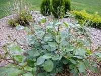 DSCF8844.webp