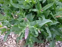 DSCF8851.webp