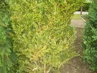 comp_garten 001.webp