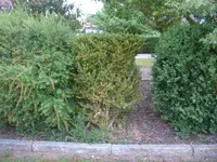 comp_garten 003.webp