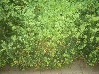 comp_garten 004.webp