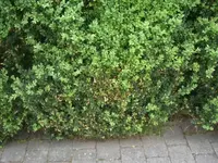comp_garten 005.webp
