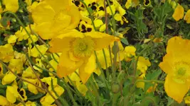 Buga 2011 001.webp