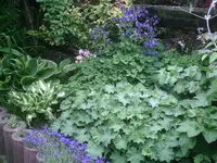 Beet hinten1.webp
