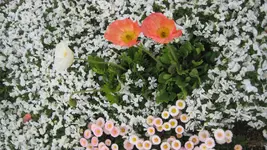 Buga 2011 016.webp