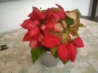 Weihnachtsstern.webp