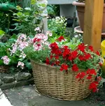 SDC13579-1.webp
