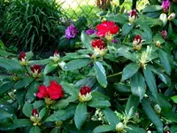 SDC13598.webp