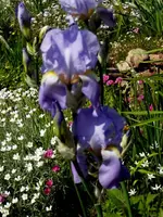 SDC13591.webp