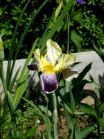 SDC13592.webp