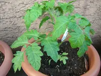 CIMG3795.webp