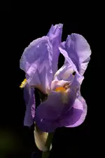 Schwertlilie.webp