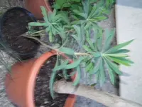 was_2.webp