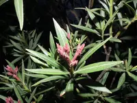 oleander_krank.webp