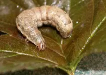 P5168670 Bodeneule Raupe.webp