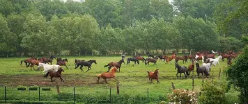 die ganze Herde2_kleiner.webp