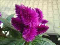 DSC00353.webp