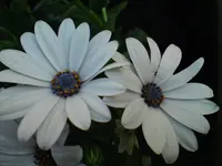 DSC00354.webp