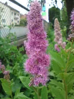 DSC00415.webp