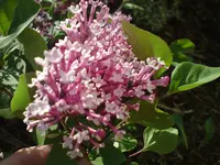 DSC00978.webp