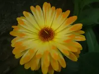 DSC00463.webp
