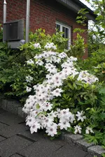DSC00690(1).webp