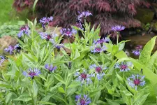 DSC00691(1).webp