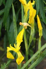 DSC00692(1).webp
